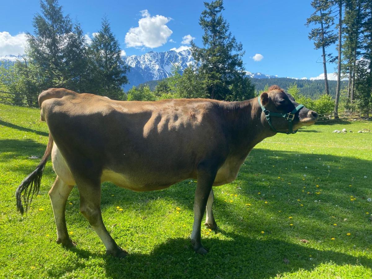 Sweetwater Lane Farm Villa Mount Currie Exteriör bild