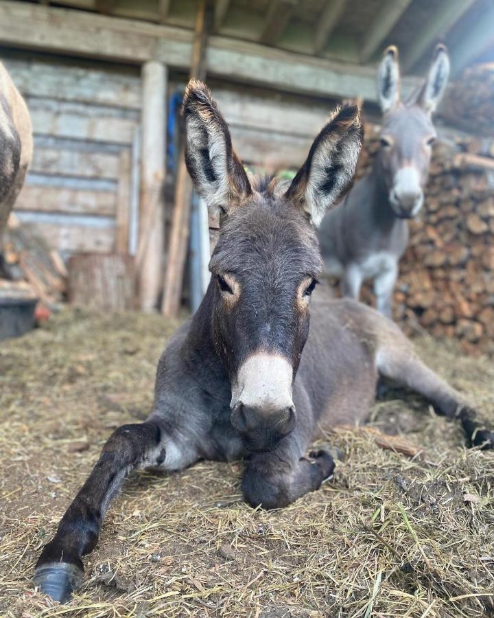 Sweetwater Lane Farm Villa Mount Currie Exteriör bild