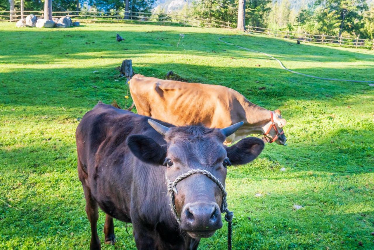 Sweetwater Lane Farm Villa Mount Currie Exteriör bild